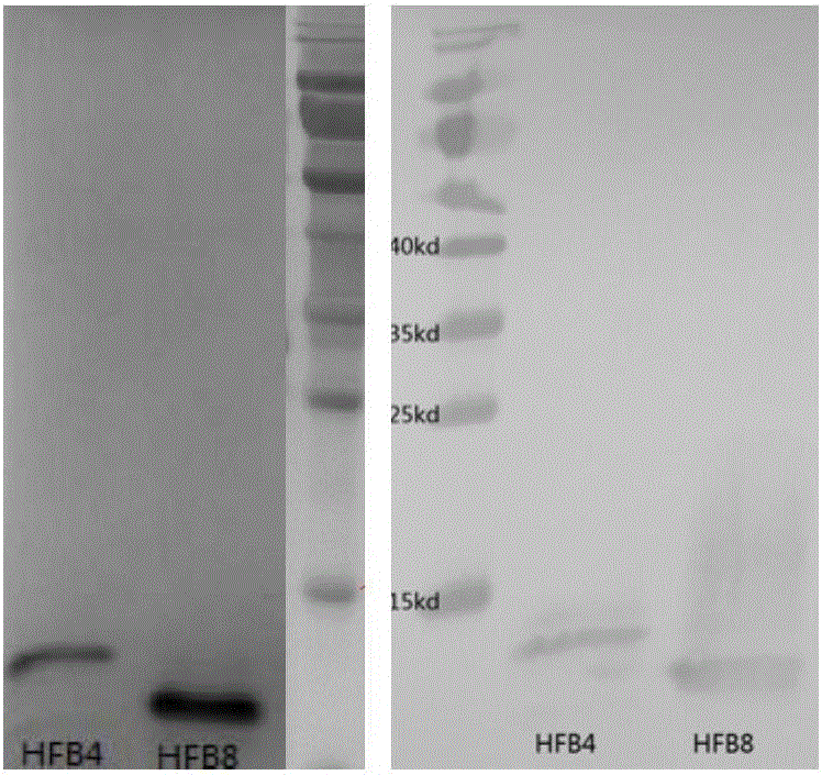 Protein for promoting root surface colorization of trichoderma harzianum and application of protein