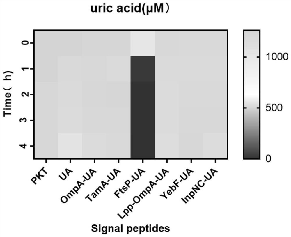 Functional gene segment for reducing blood uric acid level, recombinant strain and application