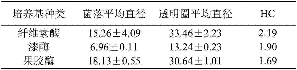 Bacillus for producing cellulase and laccase and application thereof in reconstituted tobacco