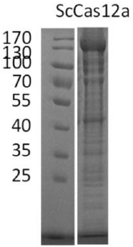 Application of novel ScCas12a protein in nucleic acid detection