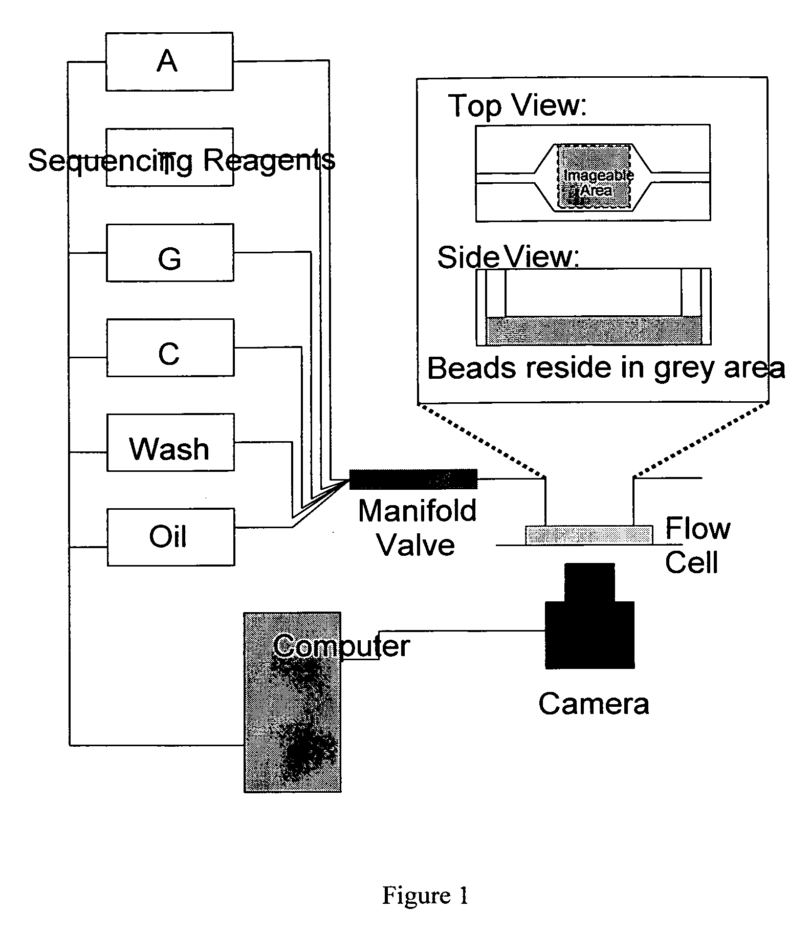 High throughput DNA sequencing method and apparatus