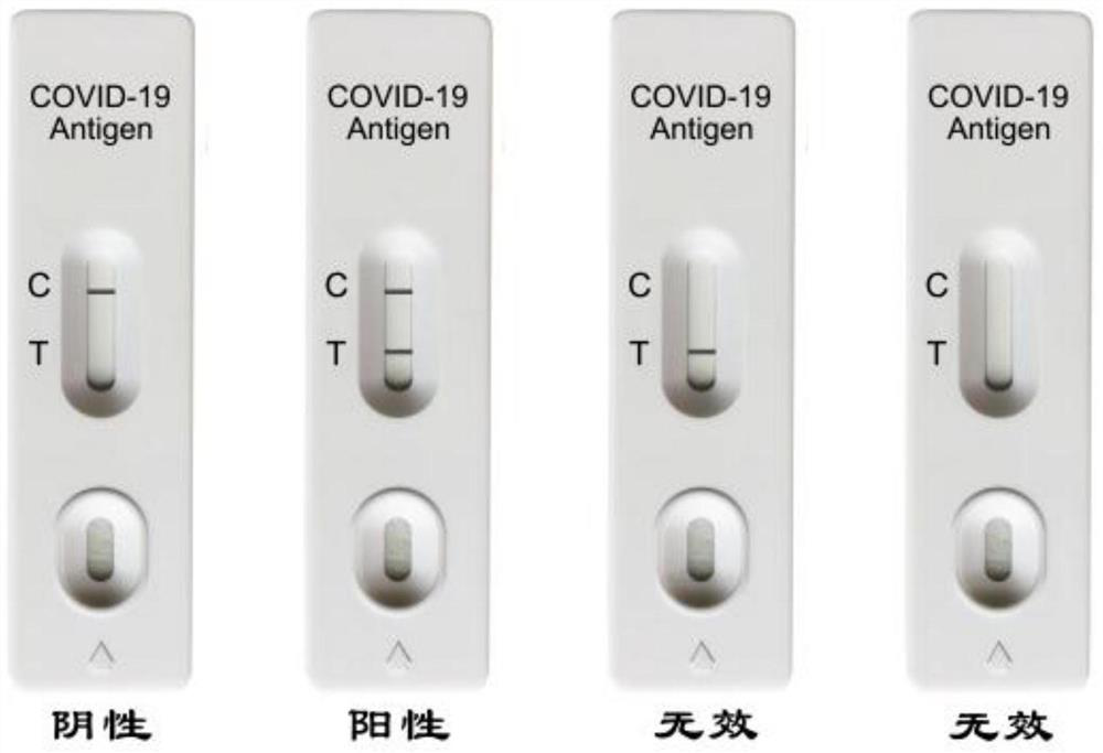 Novel coronavirus (COVID-19) antigen detection kit and detection method thereof