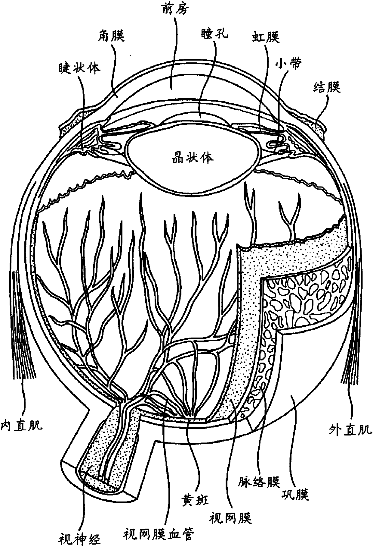 Compositions and methods for reducing visual loss