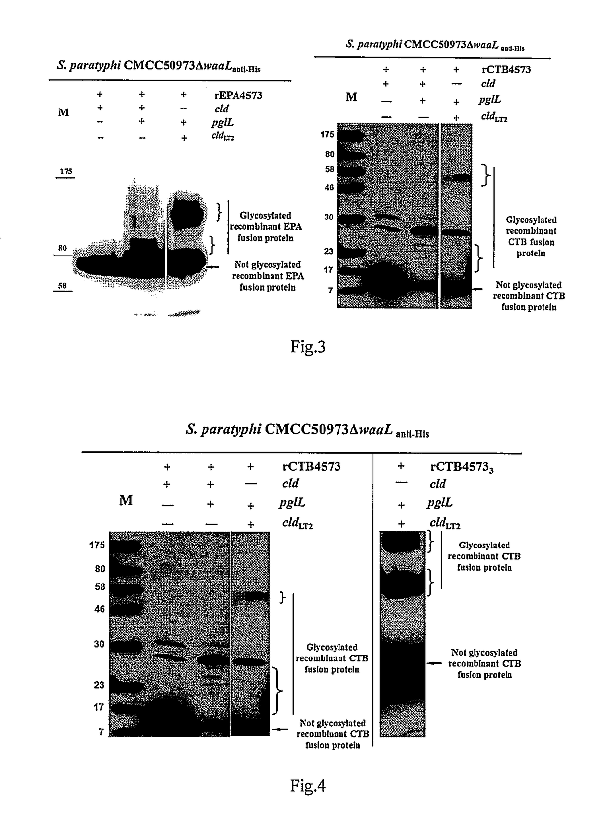 A Salmonella Paratyphi A with an O-Antigen Having an Extended Carbohydrate Chain and Use Thereof