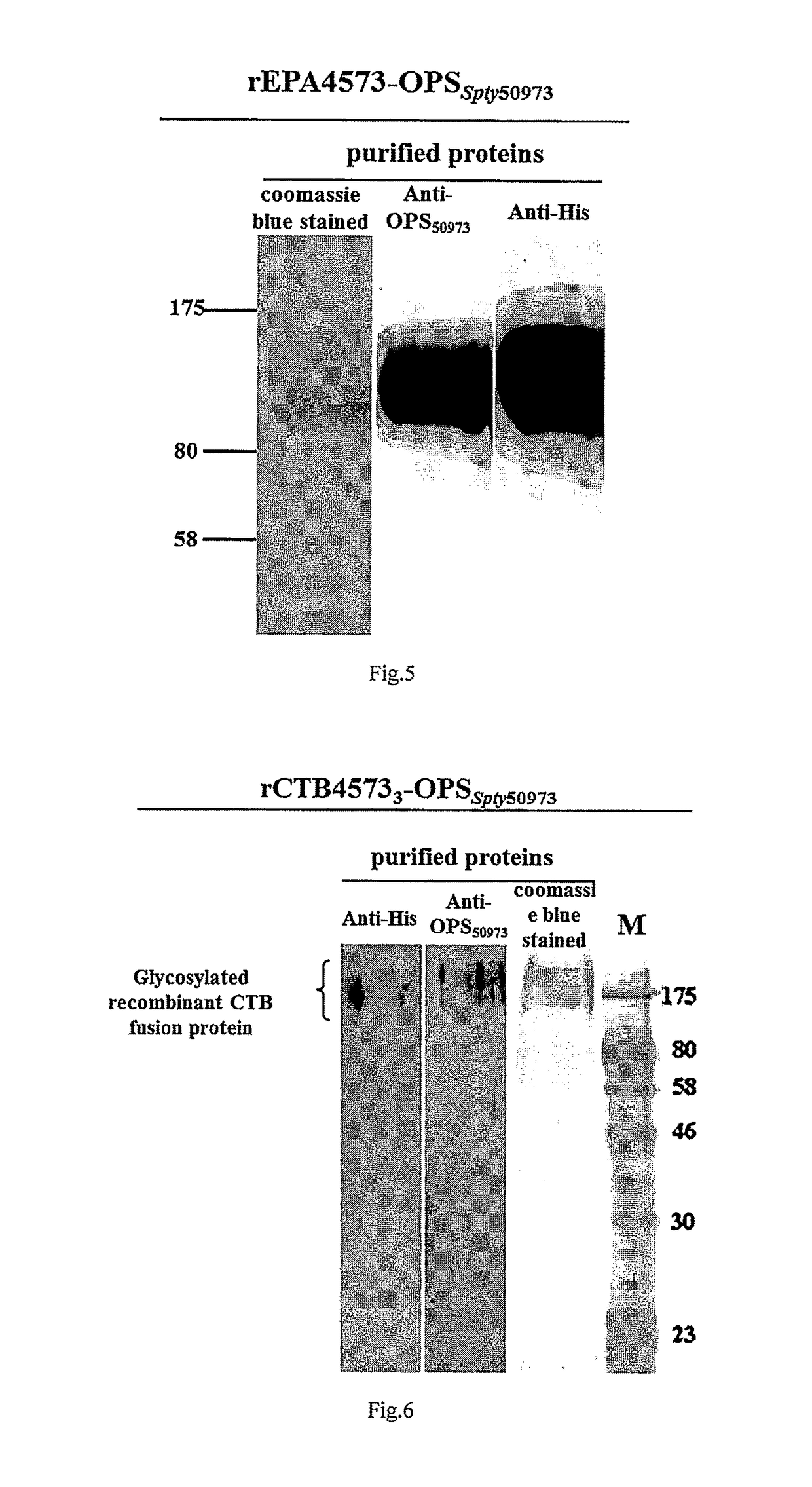 A Salmonella Paratyphi A with an O-Antigen Having an Extended Carbohydrate Chain and Use Thereof