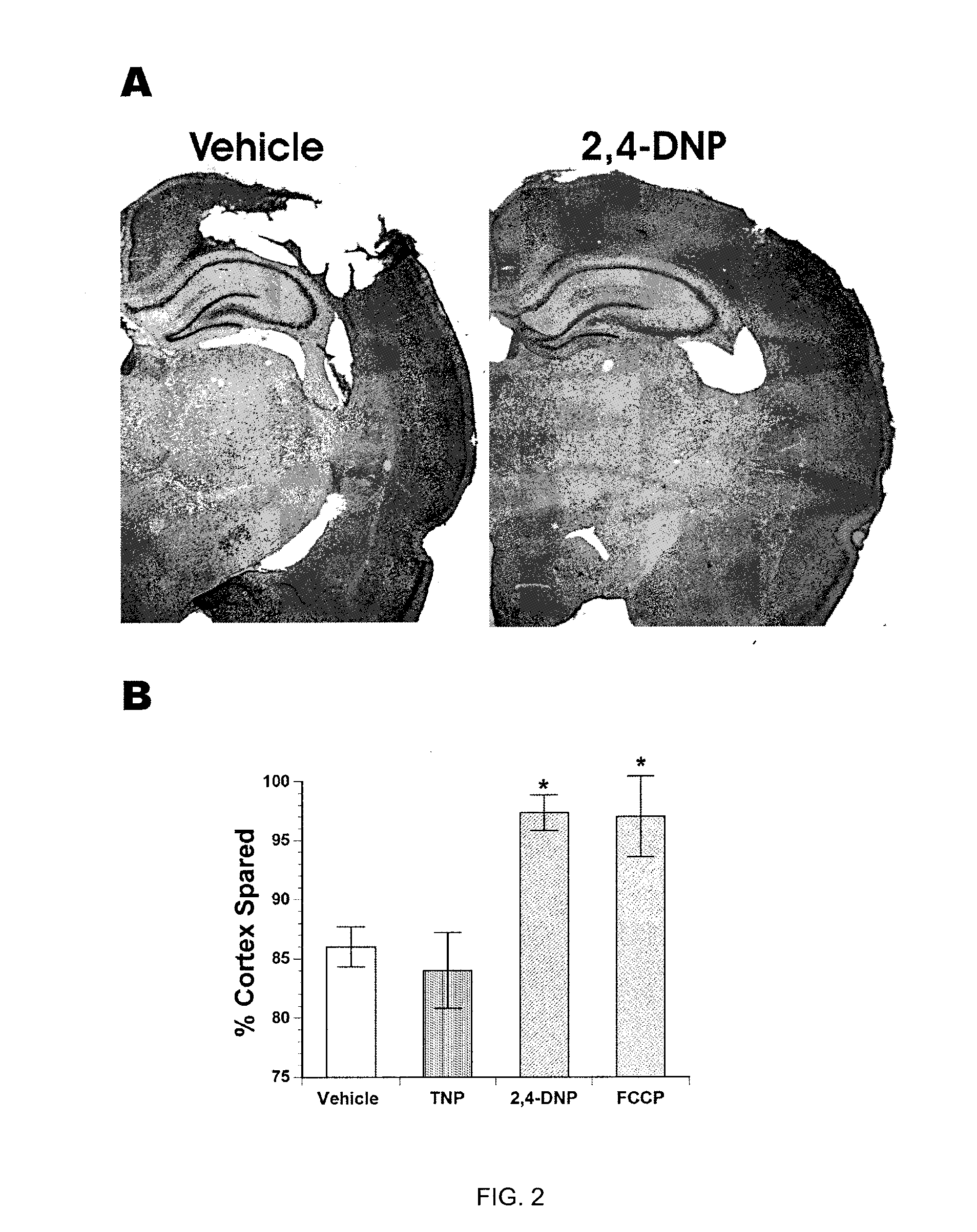 Nanotubes as Mitochondrial Uncouplers