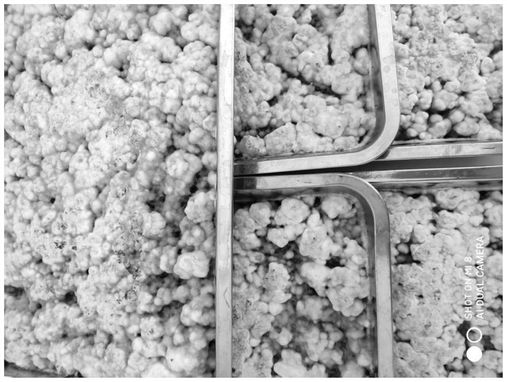 A kind of wettable powder composition, preparation method and application based on chlamydospore of Trichoderma harzianum m-17