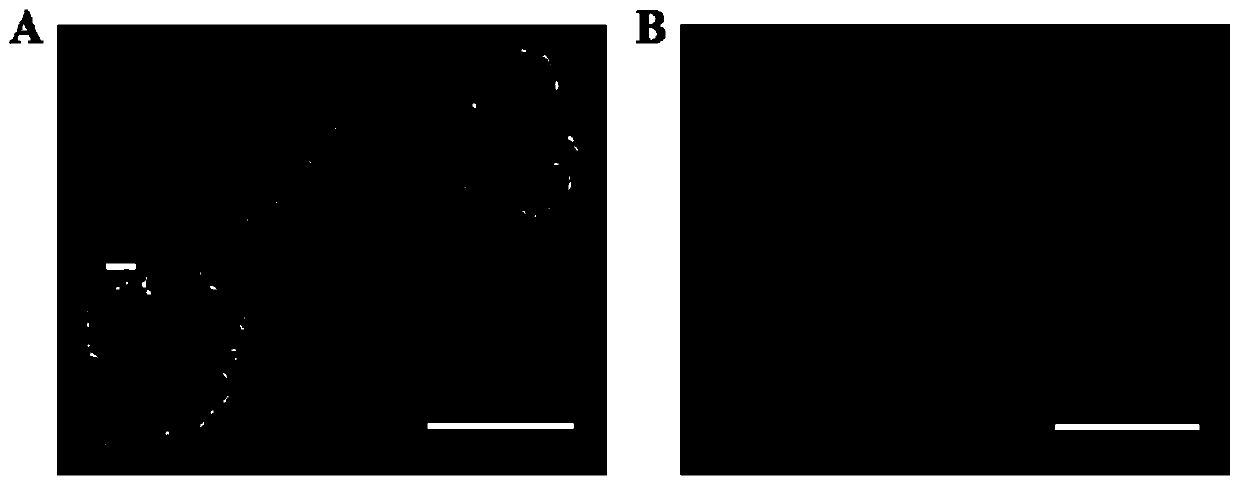 Method for driving Methanosarcina to produce methane