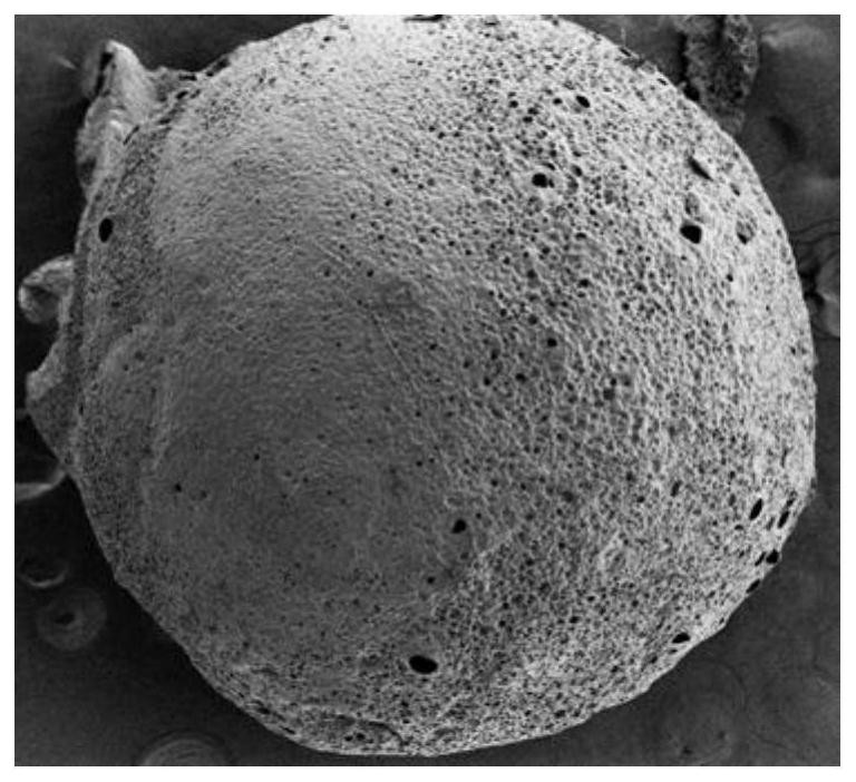 Preparation method of cellulose-based amidoximation seawater uranium extraction adsorption microspheres