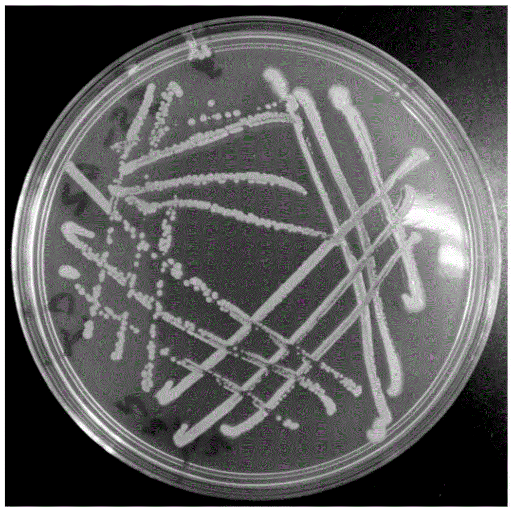 Brevibacillus laterosporu with function in quickly decomposing nitrite nitrogen and bacteriostasis function and application thereof