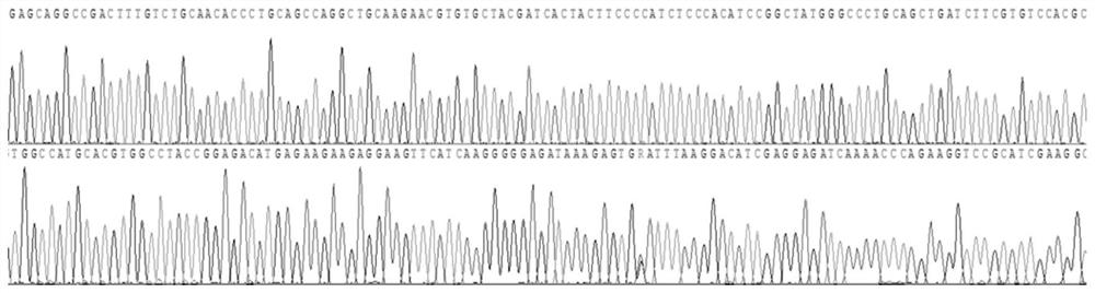 Primer, method and reagent kit for detecting HBB gene mutation