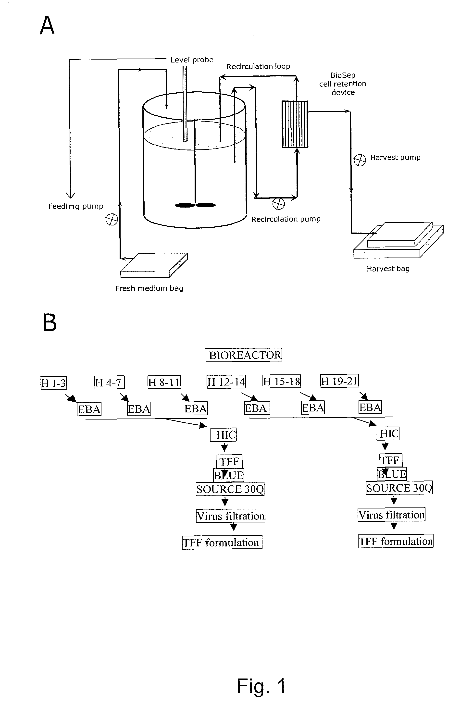 Production and Purification of Recombinant Arylsulftase