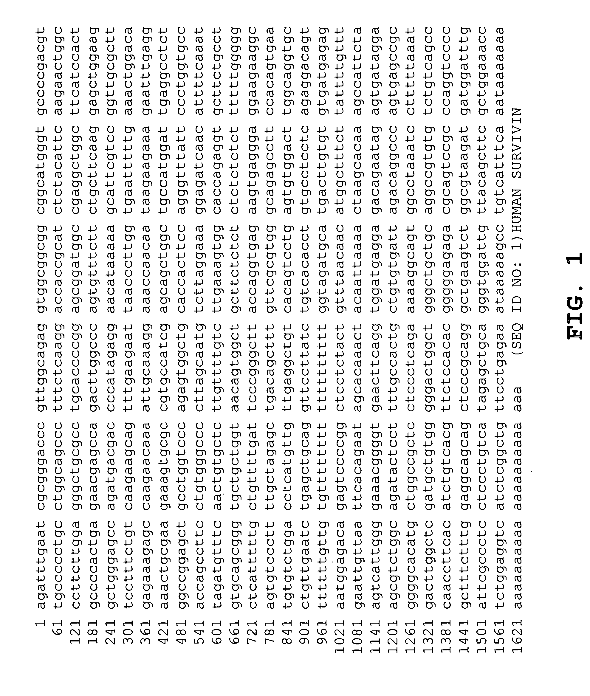 DNA vaccines against tumor growth and methods of use thereof