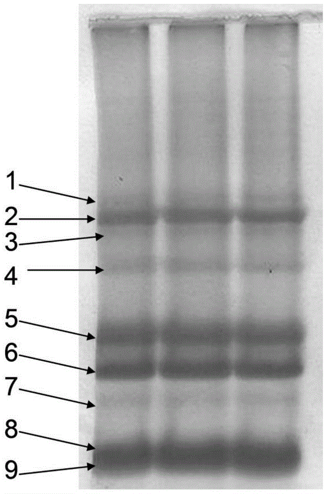 Charge-mass double-focusing two-dimensional gel electrophoresis separation method and its kit