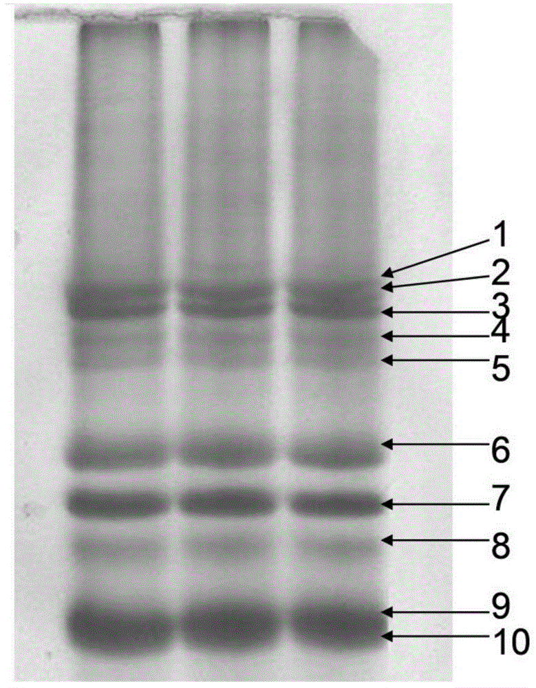 Charge-mass double-focusing two-dimensional gel electrophoresis separation method and its kit