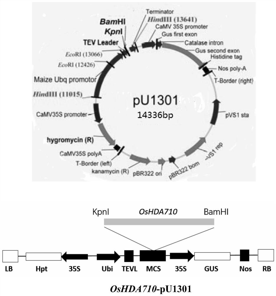 Application of OsHDA710 epigenetic regulatory factor gene in rice development and stress resistance