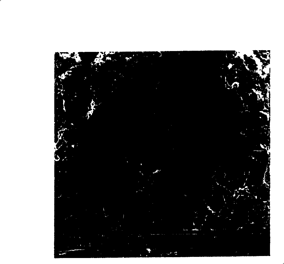 Method for preparing chitosan or/and gelatin-polylacticacid polymer blend three-dimensional porous stent