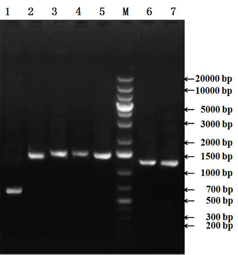 Whole Genome Sequence, Primers and Application of Artificially Attenuated Strain b of Foot-and-Mouth Disease Virus