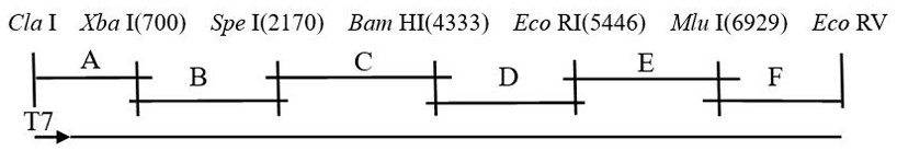 Whole Genome Sequence, Primers and Application of Artificially Attenuated Strain b of Foot-and-Mouth Disease Virus