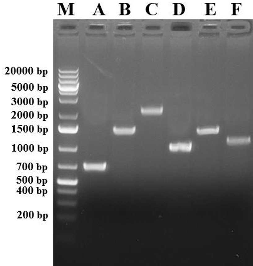 Whole Genome Sequence, Primers and Application of Artificially Attenuated Strain b of Foot-and-Mouth Disease Virus