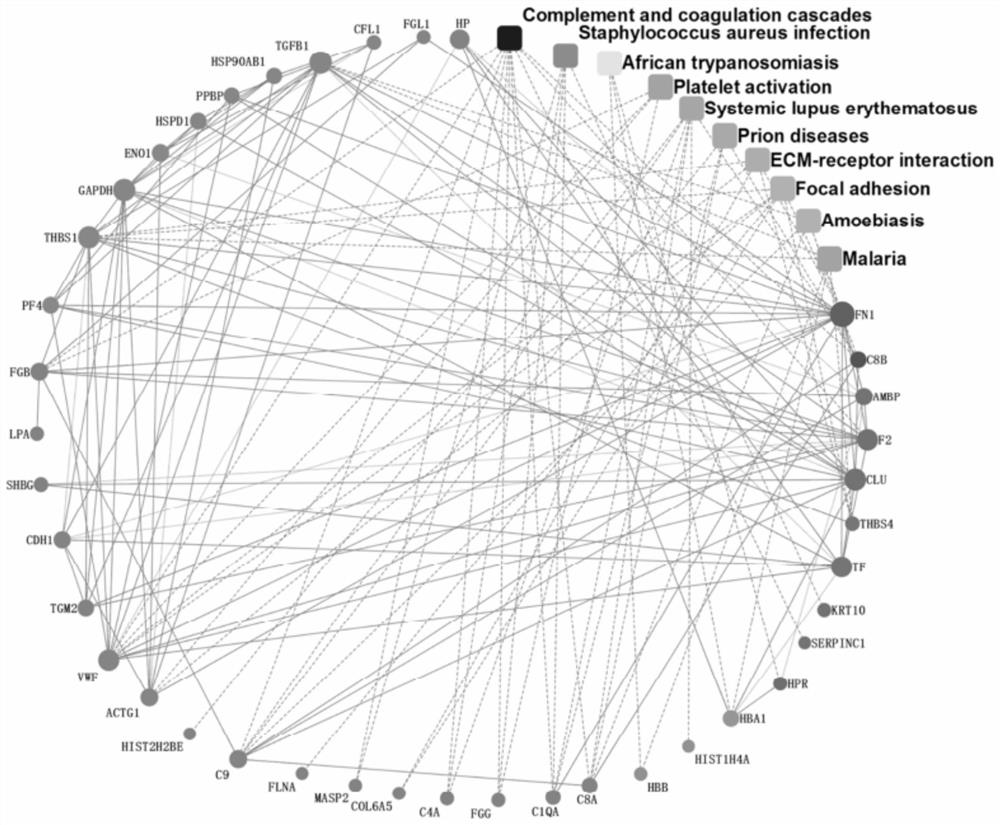 Application of multiprotein composition and congenital heart disease screening kit