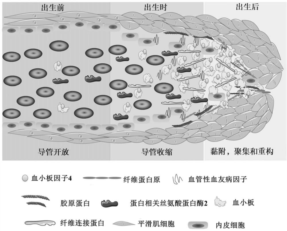 Application of multiprotein composition and congenital heart disease screening kit