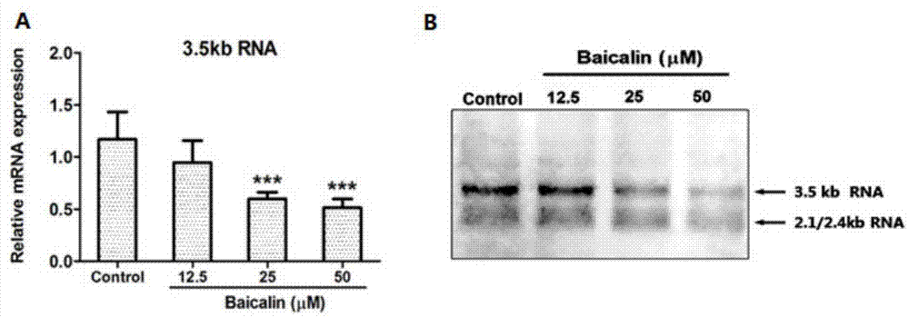 Anti-HBV infection host HNF factor inhibitor and application thereof