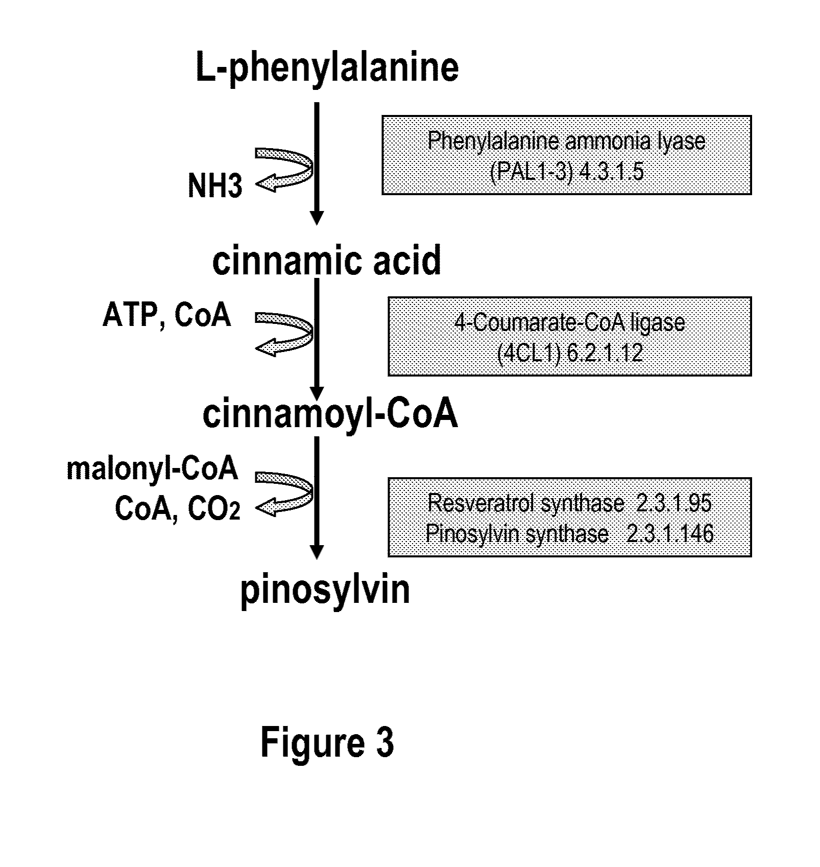 Metabolically engineered cells for the production of pinosylvin
