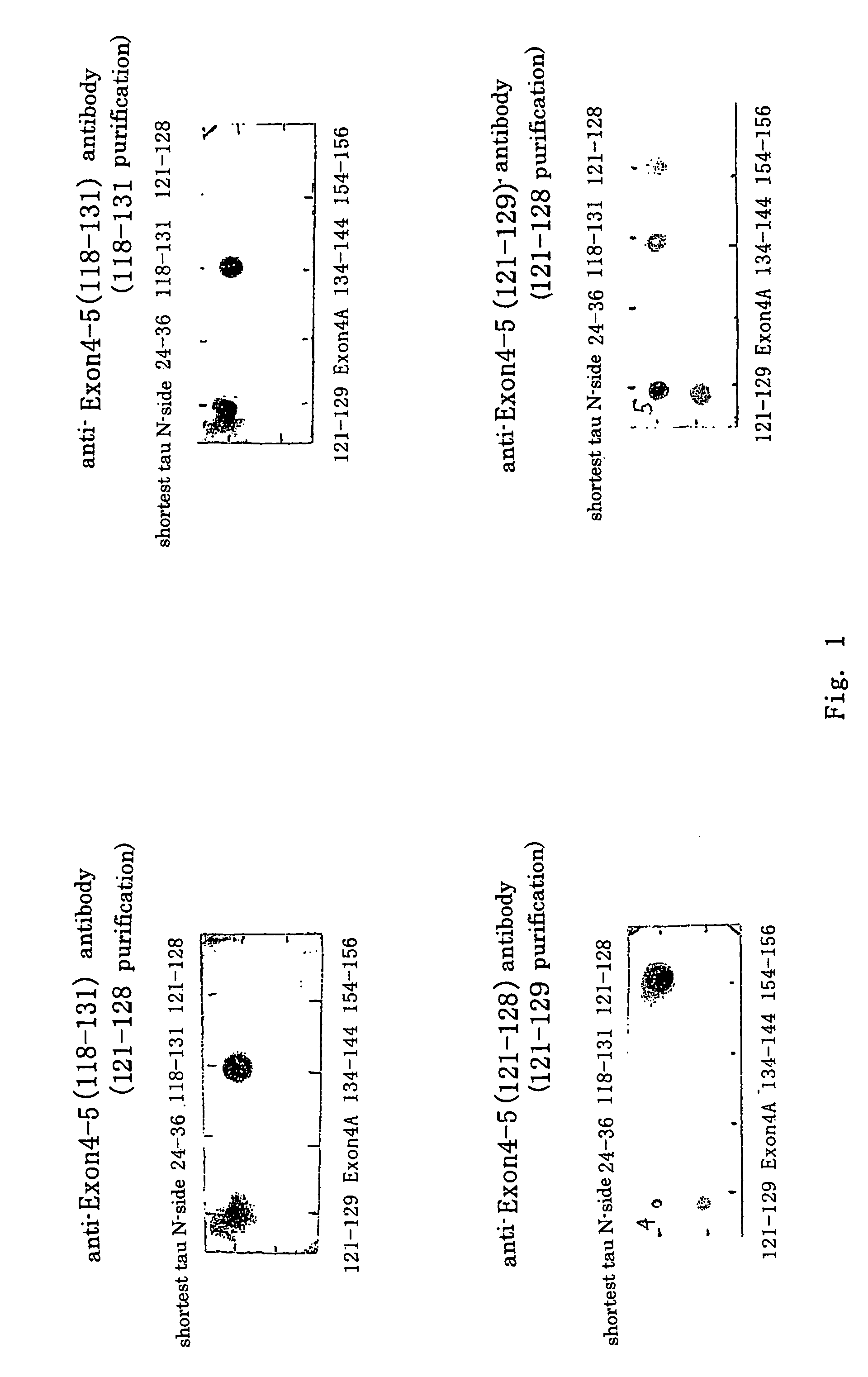 Antibody specific to central nervous system tau protein