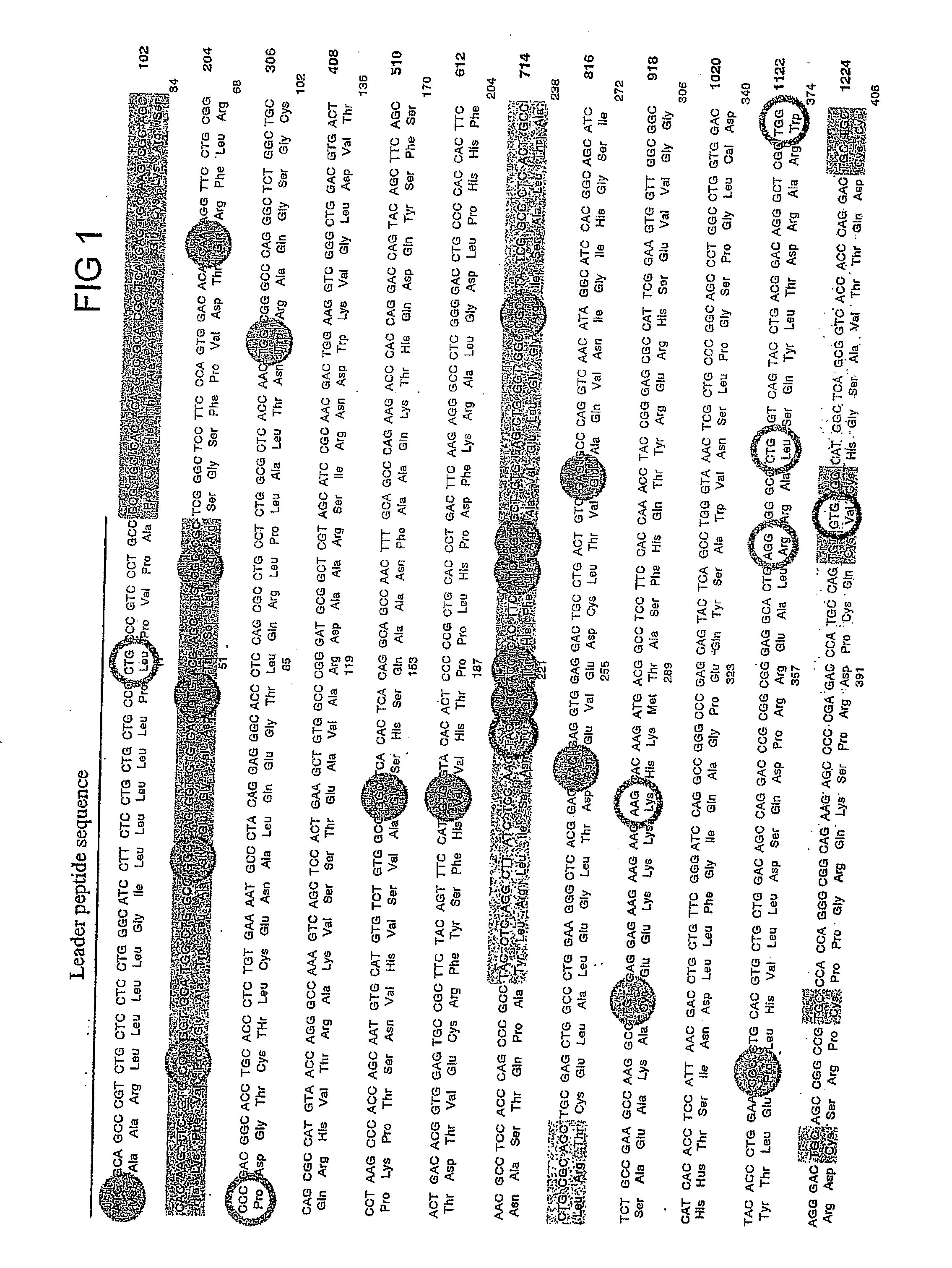 Recombinant perforin, expression and uses thereof