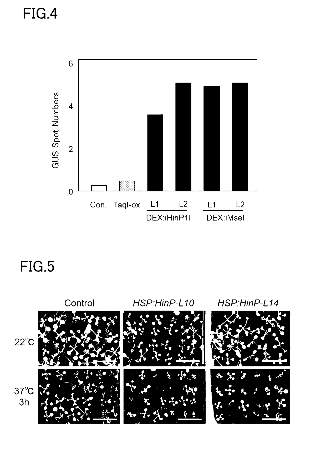 Method of modifying genome of organism and use thereof