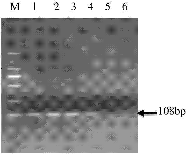 Primer pair, probe, kit and method for fluorescent quantitative RT-PCR detection of suspected theiler virus in rat