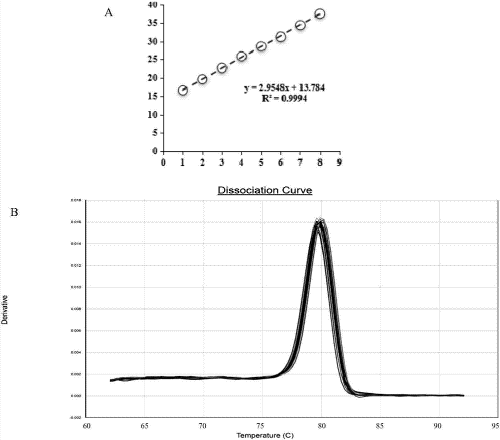 Primer pair, probe, kit and method for fluorescent quantitative RT-PCR detection of suspected theiler virus in rat