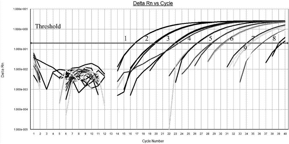 Primer pair, probe, kit and method for fluorescent quantitative RT-PCR detection of suspected theiler virus in rat