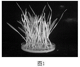 Method for achieving overall genetic transformation of wheat