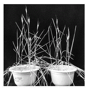 Method for achieving overall genetic transformation of wheat