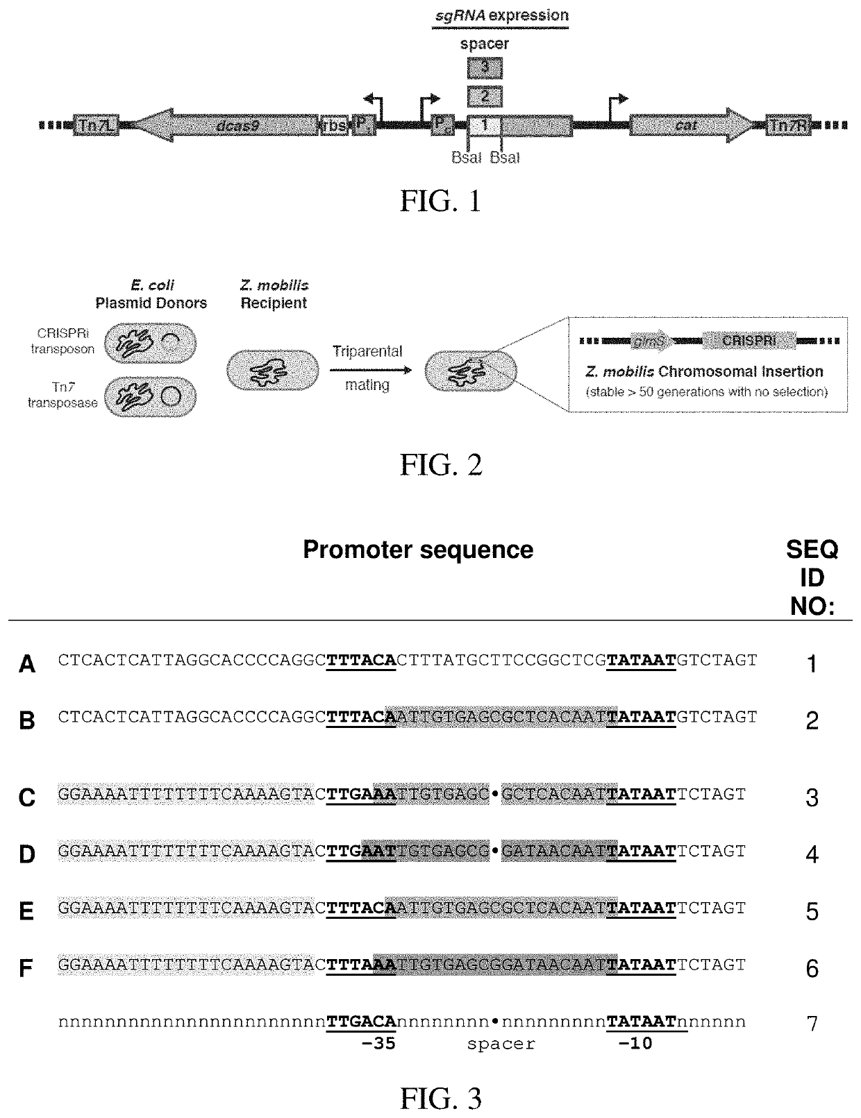 High-efficacy crispri system and strong synthetic promoters for alphaproteobacteria and gammaproteobacteria