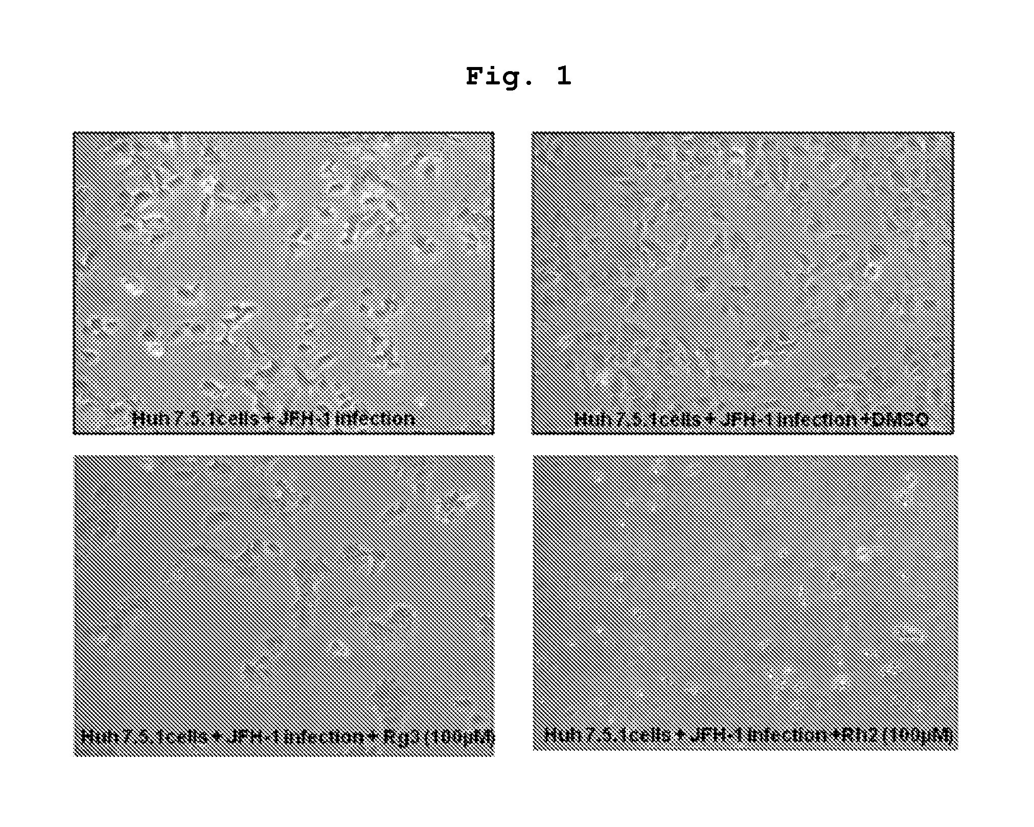 Compositions for prevention or treatment of Hepatitis C virus containing ginsenoside Rg3 as an active ingredient