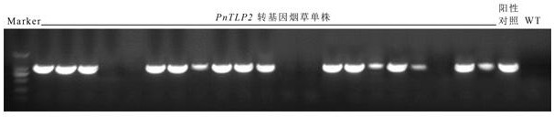 A kind of notoginseng sweet protein gene pntlp2 and its application