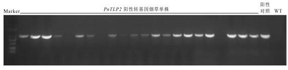 A kind of notoginseng sweet protein gene pntlp2 and its application