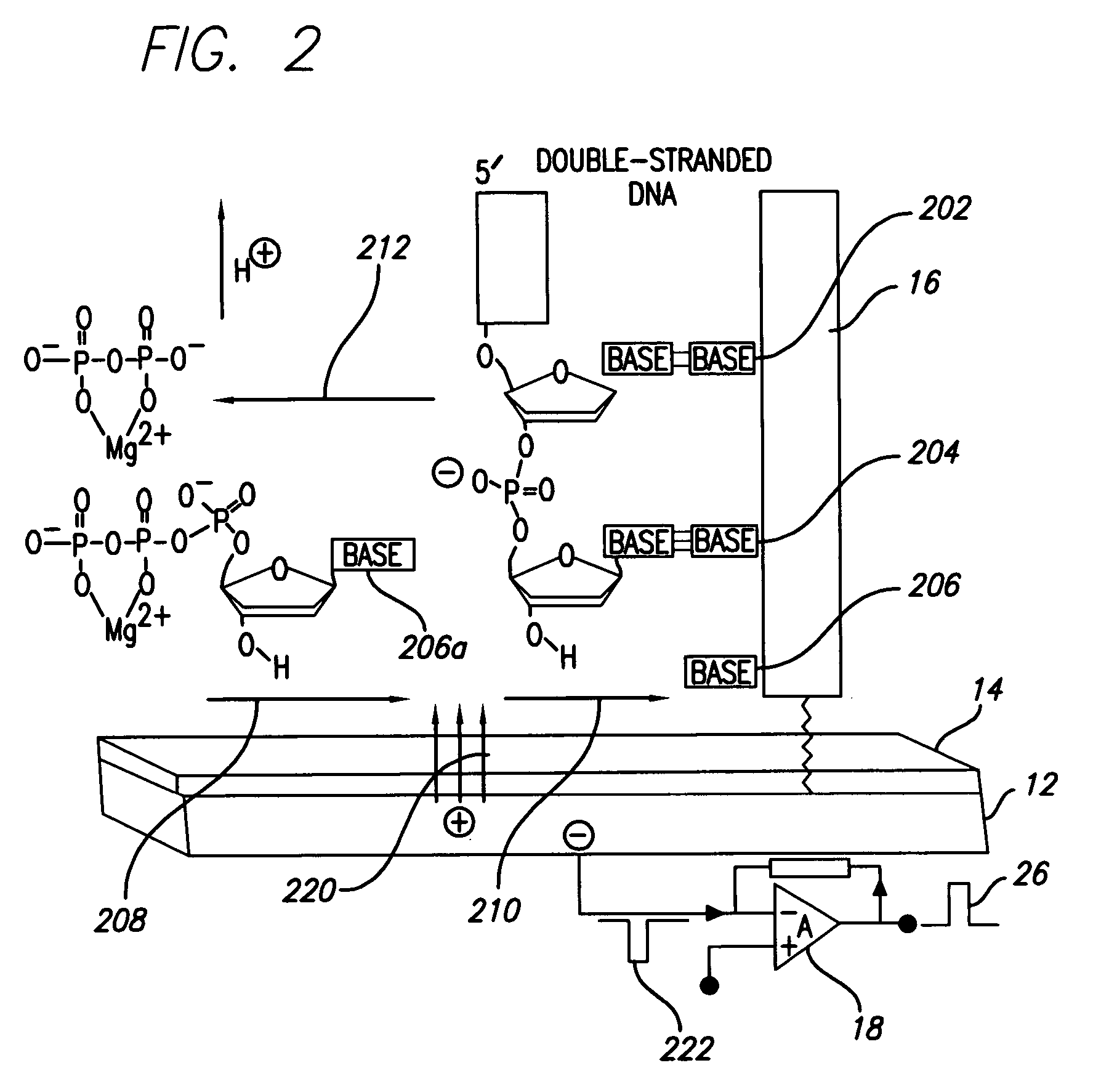Charge perturbation detection system for DNA and other molecules