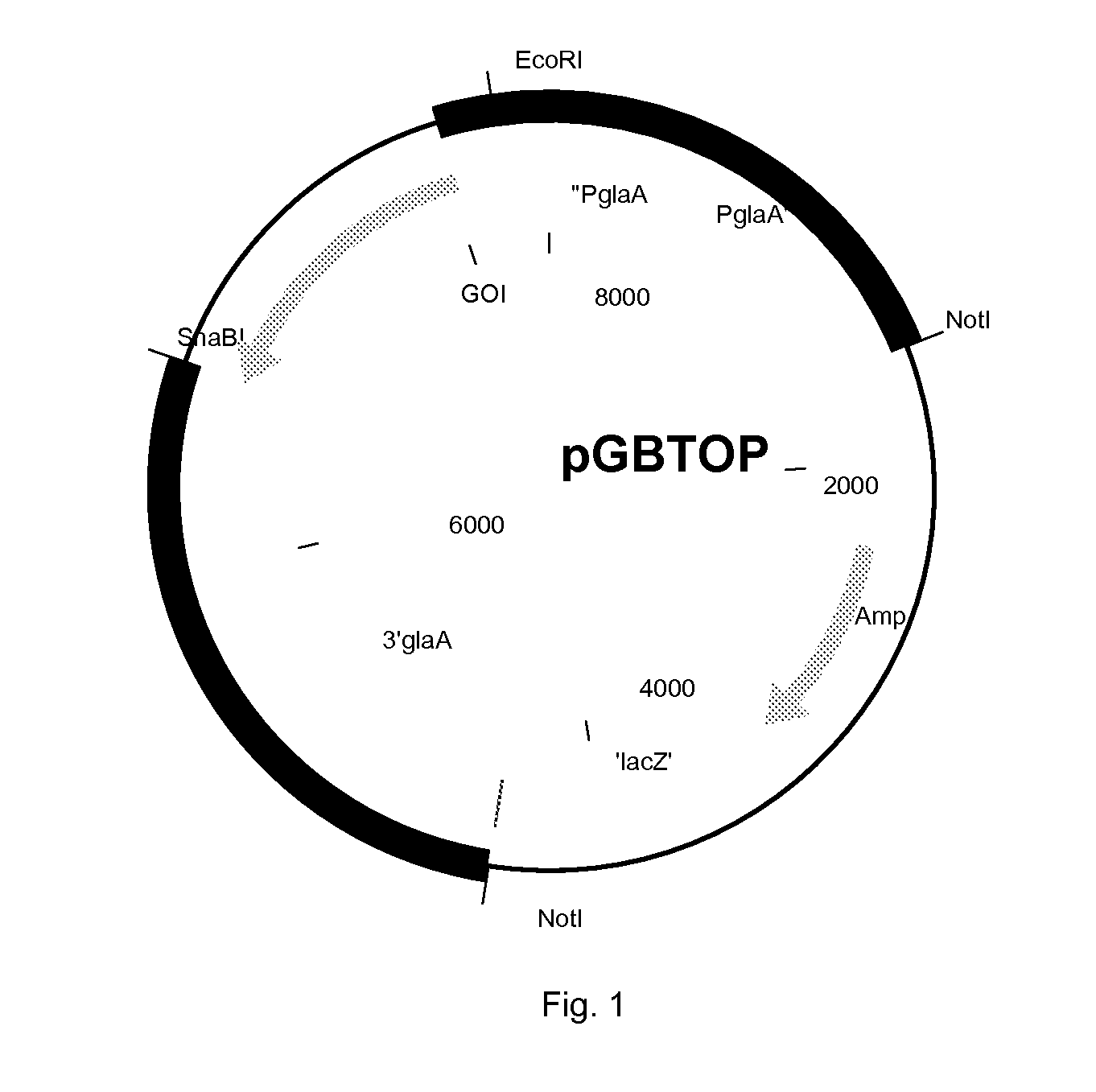 Polypeptide having beta-glucosidase activity and uses thereof