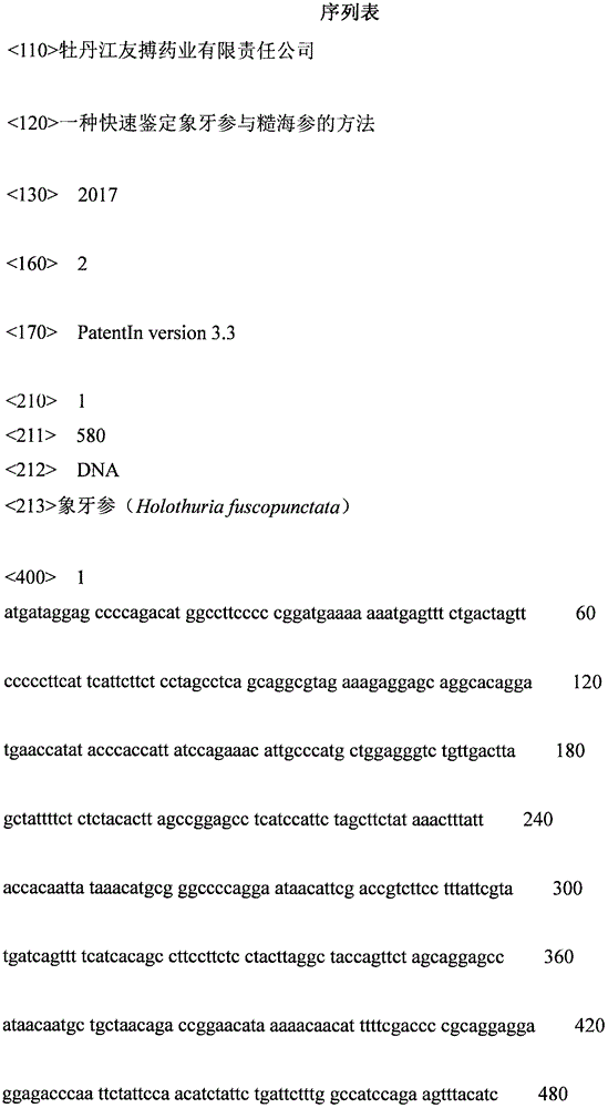 Method for rapidly identifying holothuria fuscopunctata and holothuria scabra