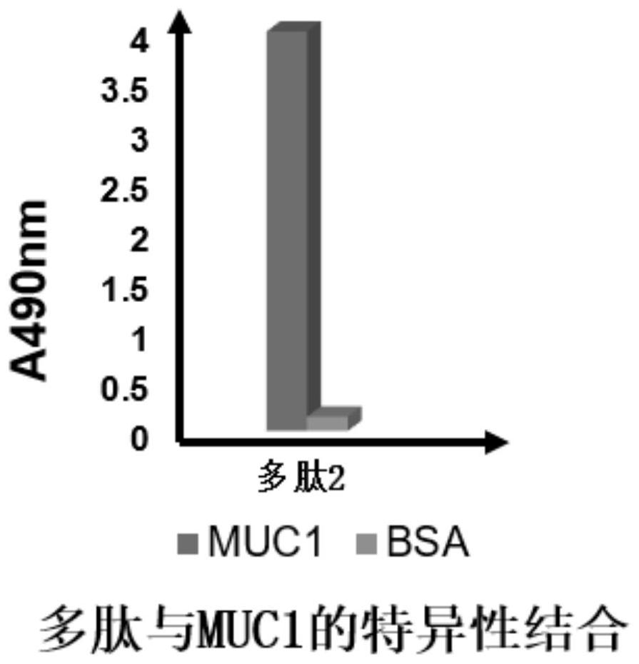 A kind of human muc1 specific binding polypeptide and its extraction method