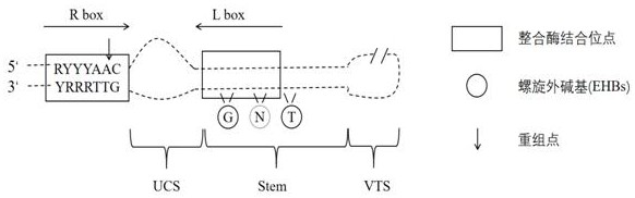 A dna recombination site prediction method based on xgboost