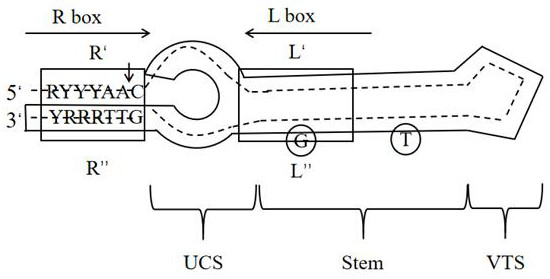 A dna recombination site prediction method based on xgboost