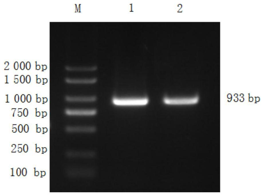 Reagent for detecting single nucleotide polymorphism (SNP) locus genotype significantly related to Chinese Simmental beef quality traits