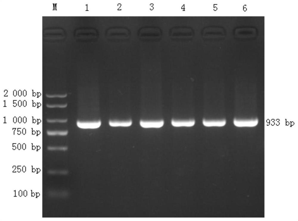 Reagent for detecting single nucleotide polymorphism (SNP) locus genotype significantly related to Chinese Simmental beef quality traits