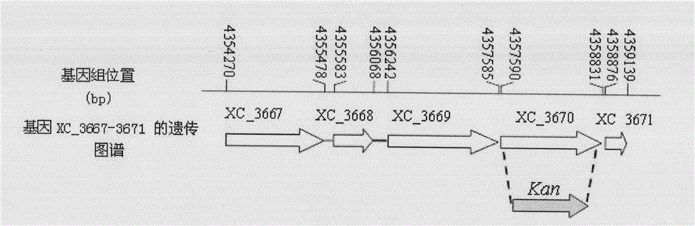 Application of pathogenic gene related to xanthomonas campestris pathovar campestris