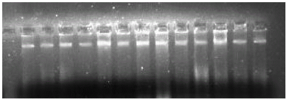 A molecular method for rapid identification of closely related species of Juniperus